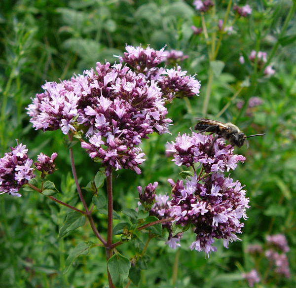 Sandbiene - Andrena carbonaria 