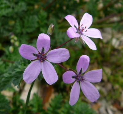 Schierlings-Reiherschnabel - Eurodium cicutarium