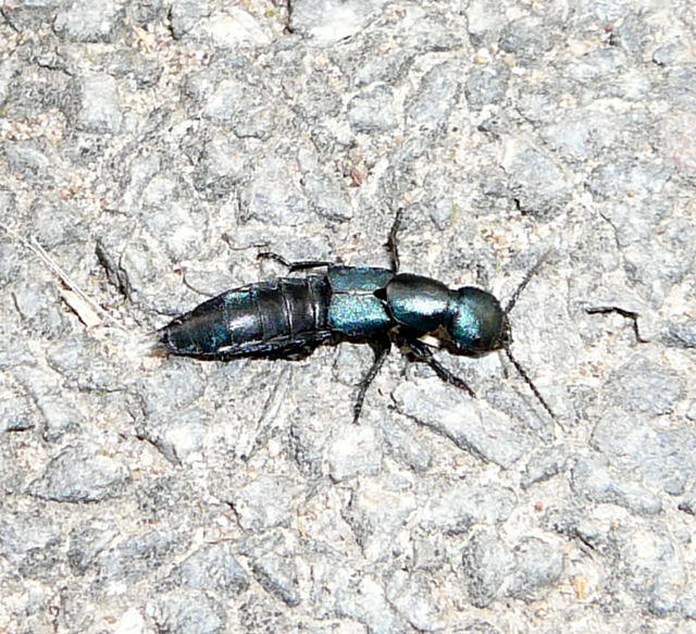 Schwarzer Moderkurzflgler 2 - Ocypus spec.