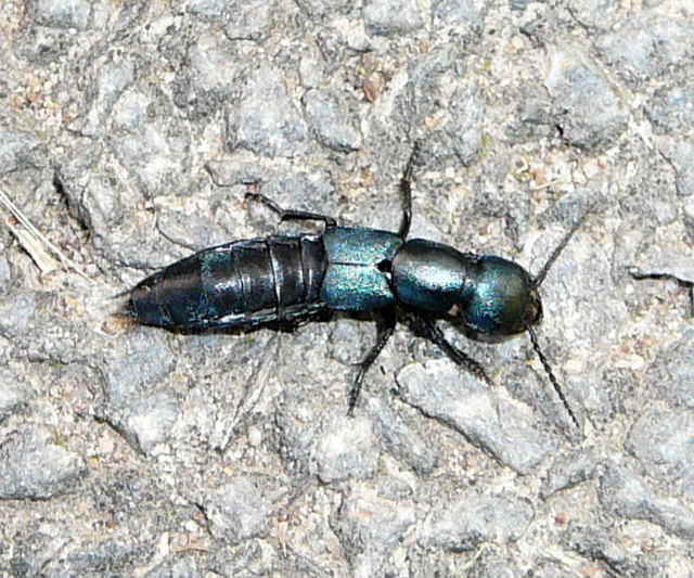 Schwarzer Moderkurzflgler 2 - Ocypus spec.