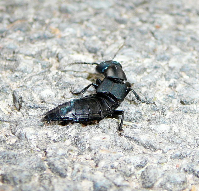 Schwarzer Moderkurzflgler 2 - Ocypus spec.