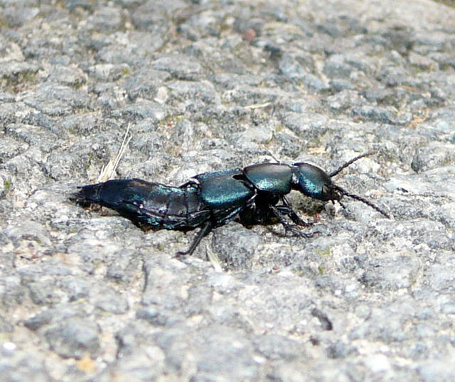 Schwarzer Moderkurzflgler 2 - Ocypus spec.