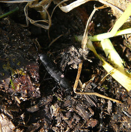 Schwarzer Moderkurzflgler - Ocypus olens