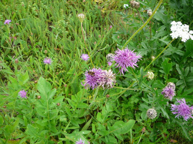 Skabiosen-Flockenblume - Centaurea scabiosa