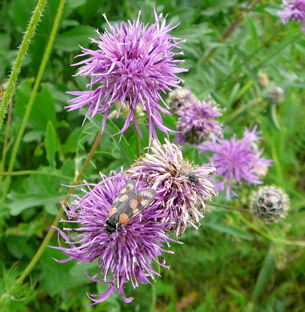 Skabiosen-Flockenblume - Centaurea scabiosa