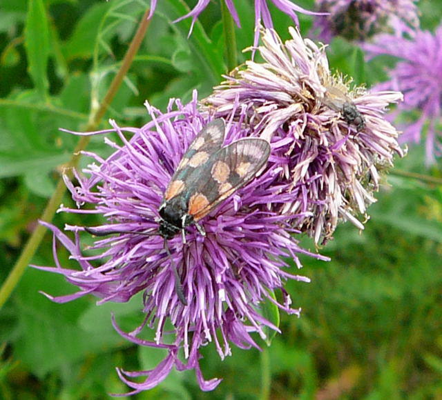 Skabiosen-Flockenblume - Centaurea scabiosa