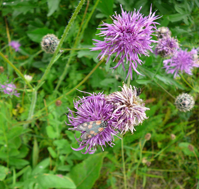 Skabiosen-Flockenblume - Centaurea scabiosa