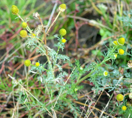 Strahlenlose Kamille - Matricaria matricarioides