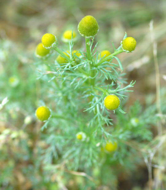 Strahlenlose Kamille - Matricaria matricarioides