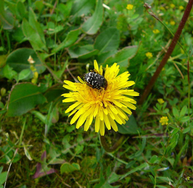 Trauer-Rosenkfer - Oxythyrea funesta