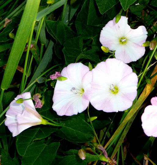 Ackerwinde - Convolvulus arvensis