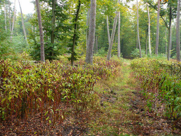 Amerikanische Kermesbeere - Phytolacca americana