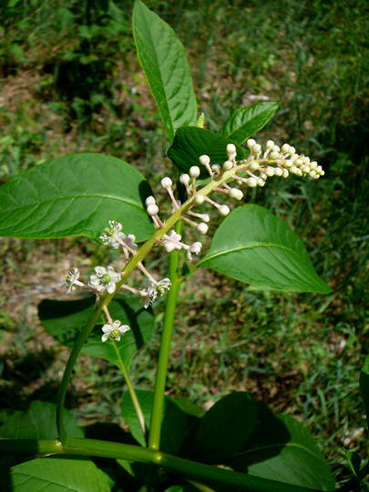 Asiatische Kermesbeere - Phytolacca