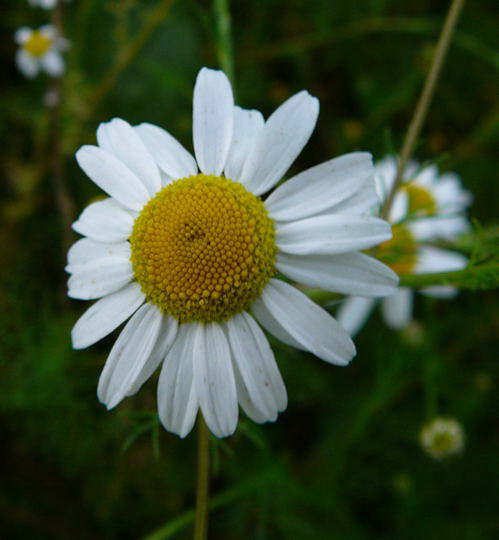 Echte Kamille - Matricaria chamomilla