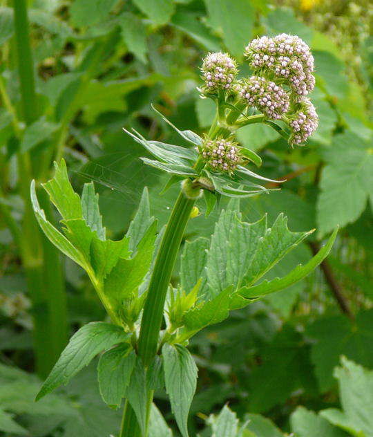 Echter Baldrian - Valeriana officinalis