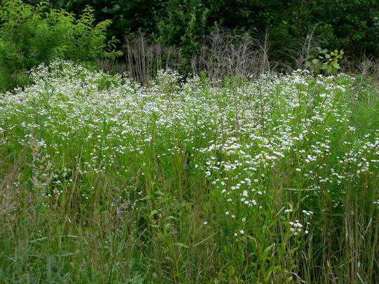 Einjhriges Berufskraut - Erigeron annuus