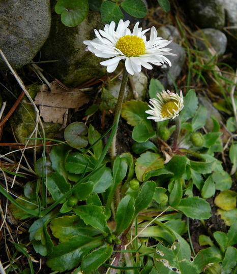Gnseblmchen - Bellis perennis