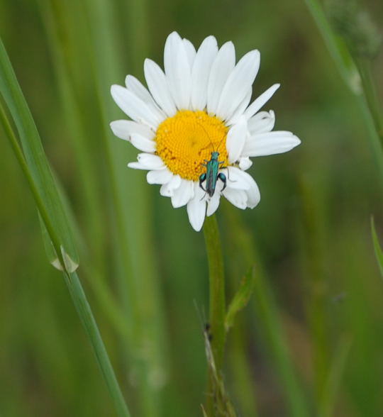 Gemeine Wucherblume (Marguerite) - Leucanthemum vulgare