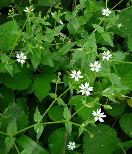 Gemeiner Wasserdarm (Wassermiere) - Myosoton aquaticum