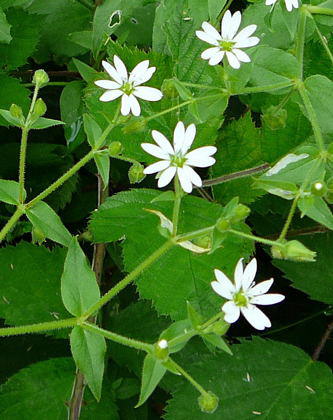 Gemeiner Wasserdarm (Wassermiere) - Myosoton aquaticum