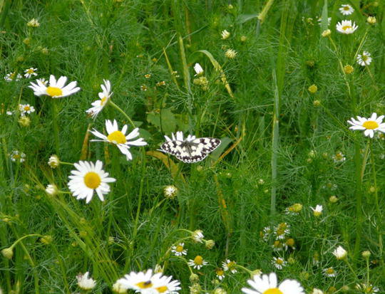 Geruchlose Kamille - Tripleurospermum inodorum (u. Schachbrettfalter) 