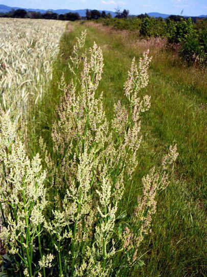 Groer Sauerampfer - Rumex acetosa 