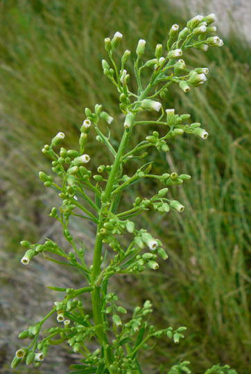 Kanadisches Berufskraut - Erigeron canadensis