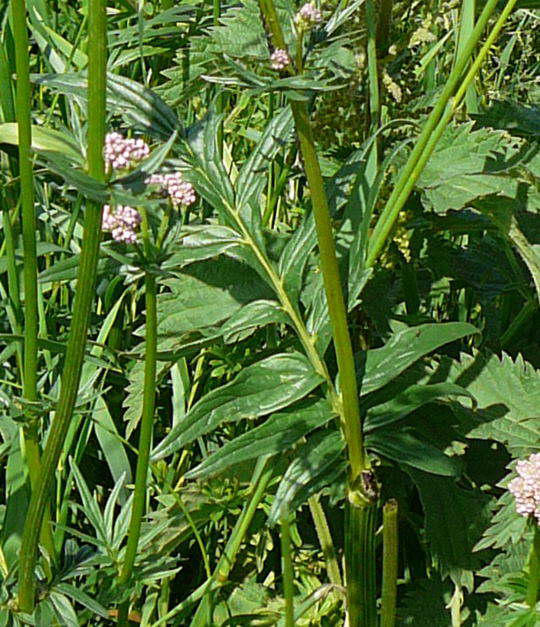 Kriechender Arznei-Baldrian (Valeriana procurrens) 