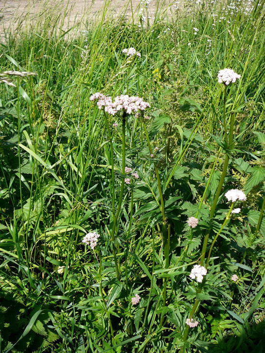Kriechender Arznei-Baldrian (Valeriana procurrens) 