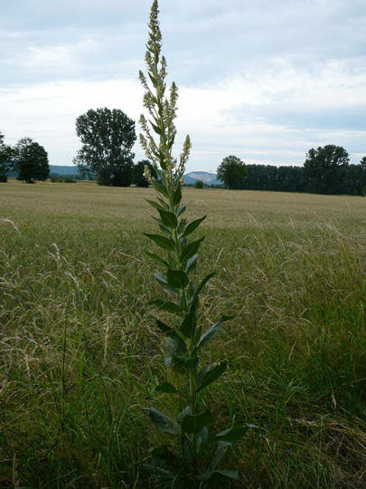 Mehlige Knigskerze - Verbascum lychnitis