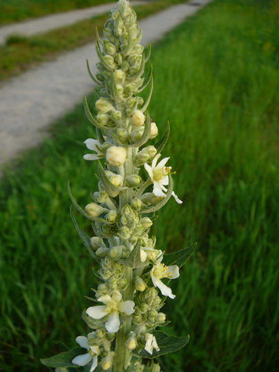 Mehlige Knigskerze - Verbascum lychnitis