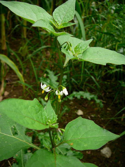 Schwarzer Nachtschatten - Solanum nigrum