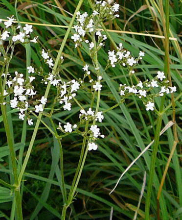 Sichelmhre - Falcaria vulgaris