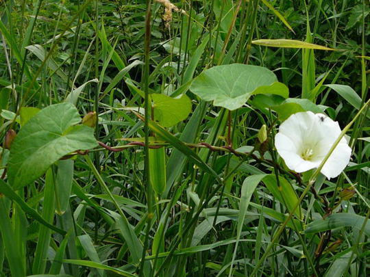 Ufer-Zaunwinde - Calystegia sepium