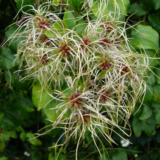 Weie Waldrebe (Frucht)- Clematis vitalba