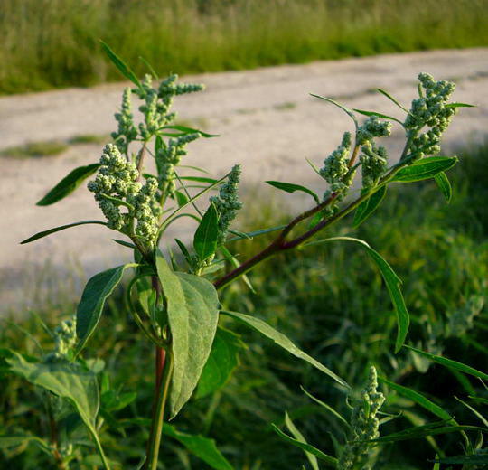 Weier Gnsefu - Chenopodium album