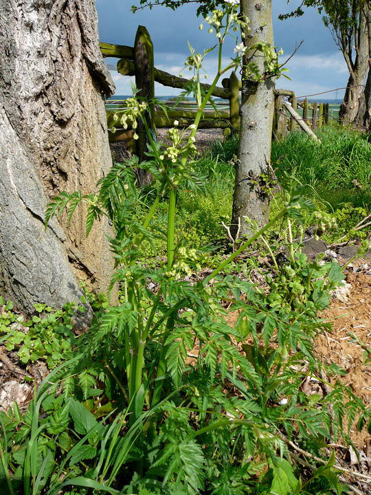 Wiesen-Kerbel - Anthriscus sylvestris