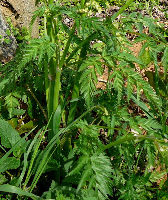 Wiesen-Kerbel - Anthriscus sylvestris