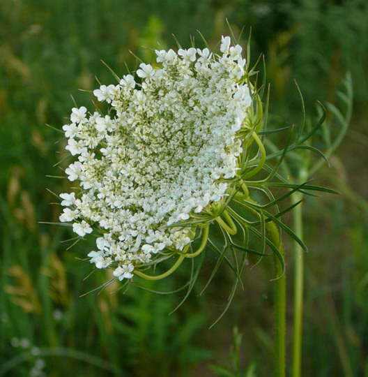Wilde Mhre - Daucus carota