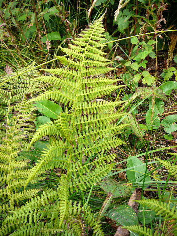 Wald-Frauenfarn - Athyrium filix-femina 