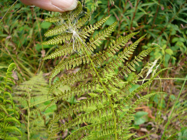 Wald-Frauenfarn - Athyrium filix-femina 