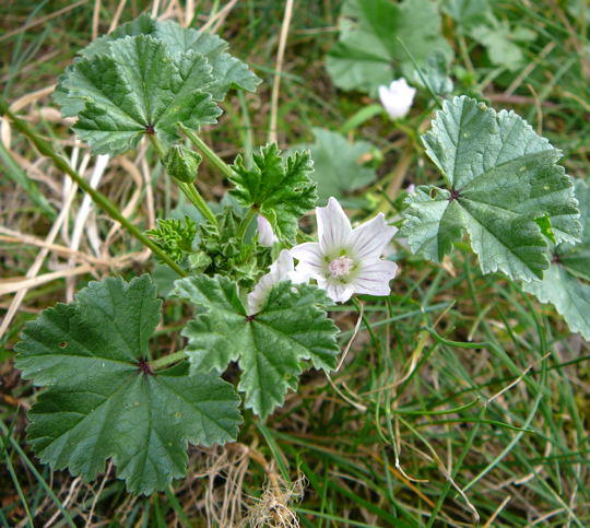 Weg-Malve - Malva neglecta