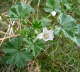 Weg-Malve - Malva neglecta