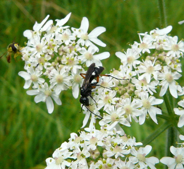 Wegwespe - Cryptocheilus versicolor 
