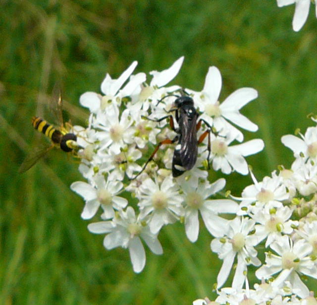 Wegwespe - Cryptocheilus versicolor 