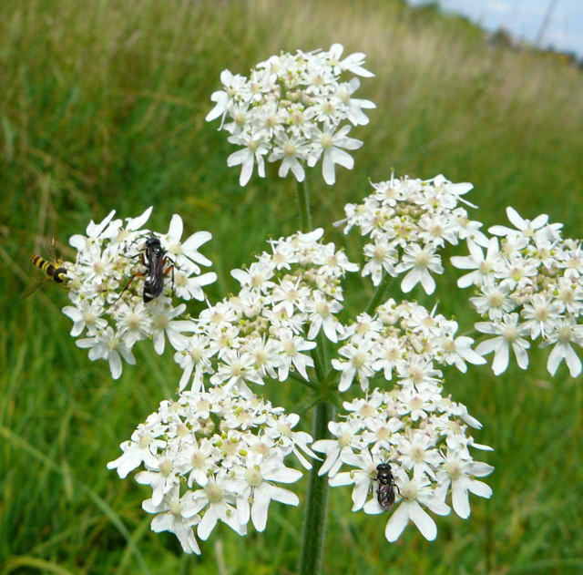 Wegwespe - Cryptocheilus versicolor 