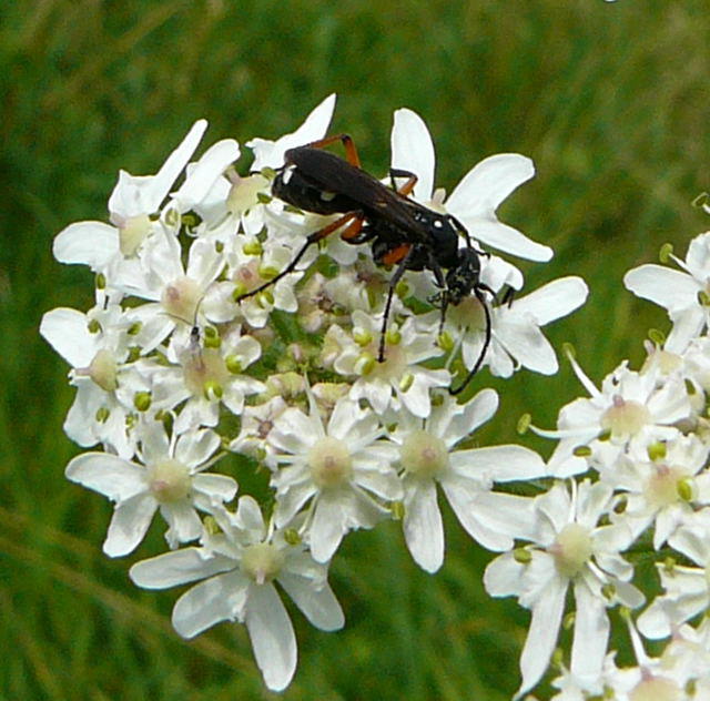Wegwespe - Cryptocheilus versicolor 