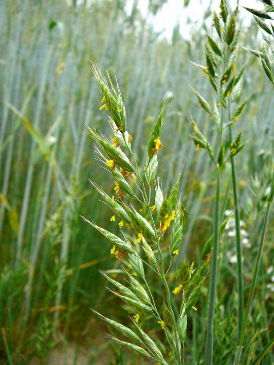 Weiche Trespe - Bromus hordeaceus