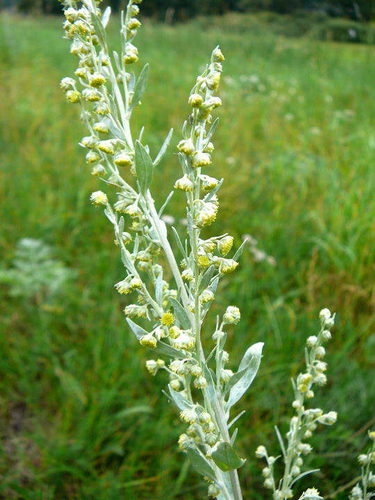 Wermut - Artemisia absinthium
