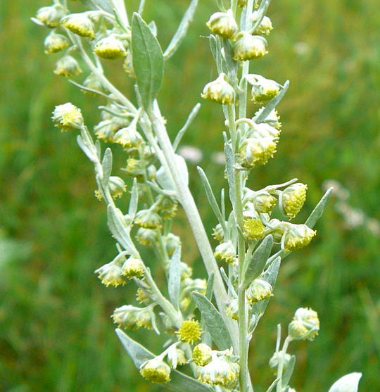 Wermut - Artemisia absinthium